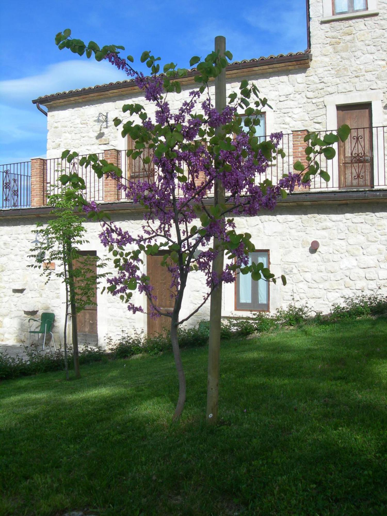 Agriturismo Borgo San Martino Abbateggio Exterior foto